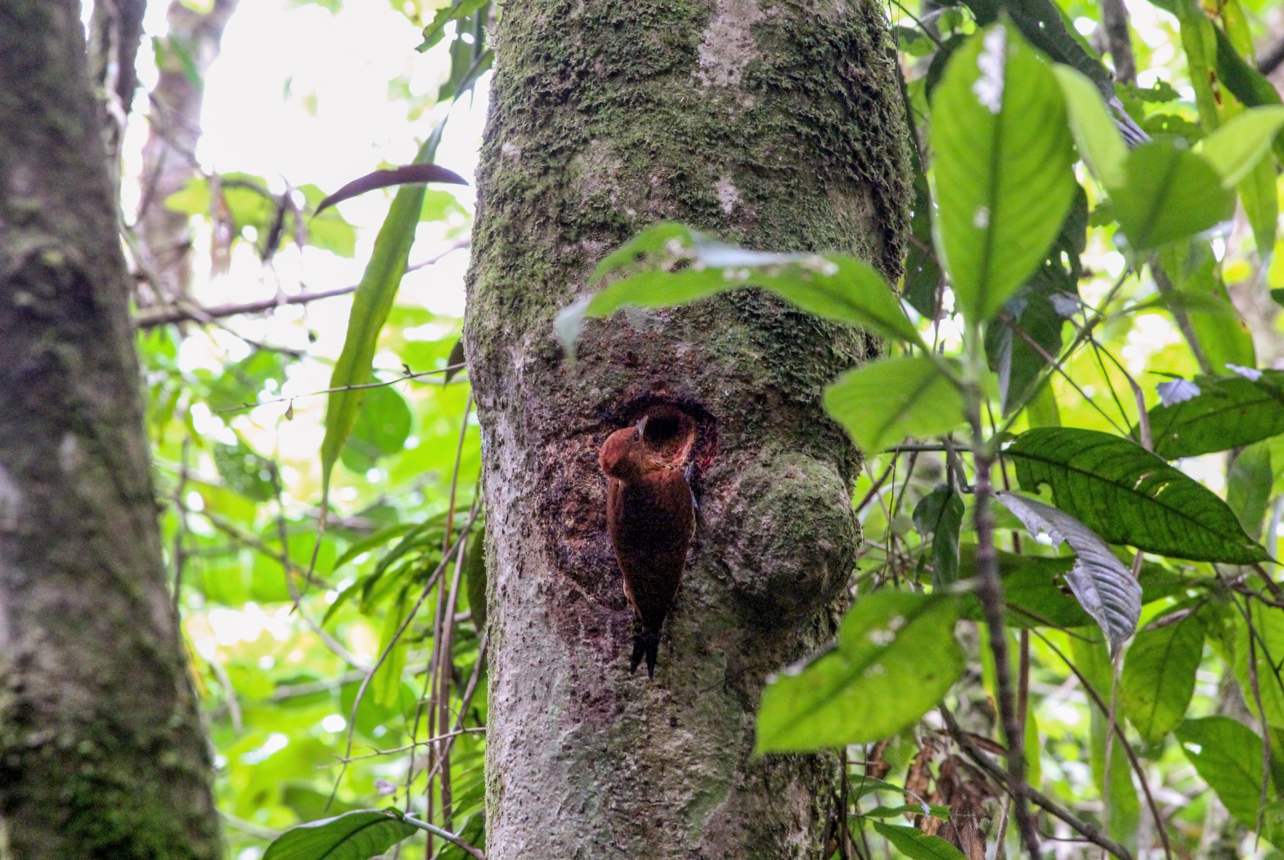 Smoky-brown Woodpecker, Braulio Carrillo National Park, Costa Rica